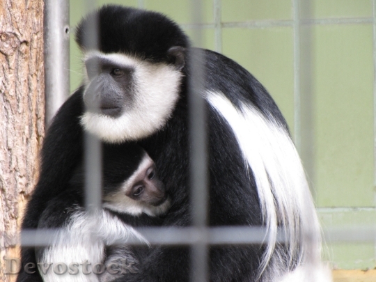 Devostock Monkey Zoo Animal C3 0