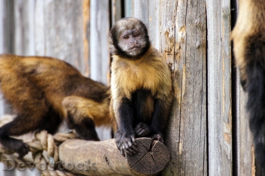 Devostock Monkey Zoo Sad Animal 1