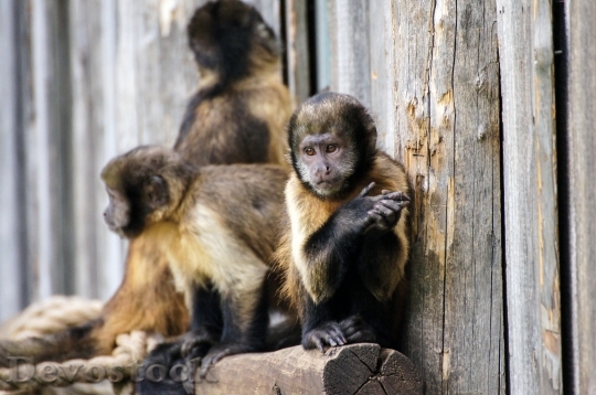 Devostock Monkey Zoo Sad Animal