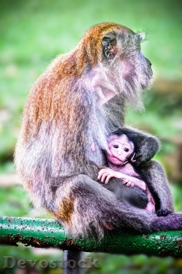 Devostock Monkeys Animals Baby Family