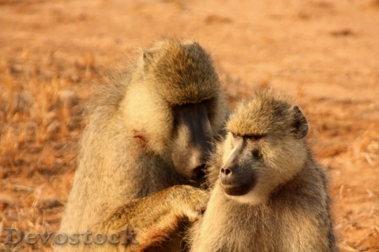Devostock Monkeys Couple Animal Family
