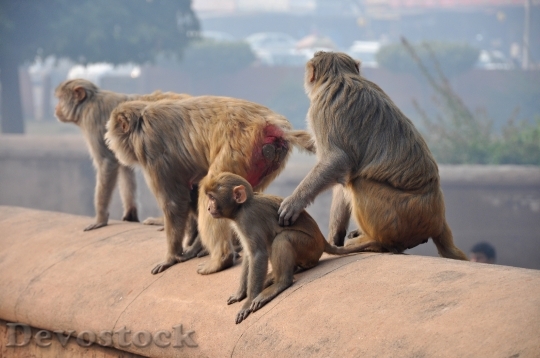 Devostock Monkeys Monkey Macaques Family