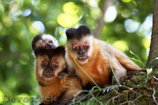 Devostock Monkeys Nail Family Primates