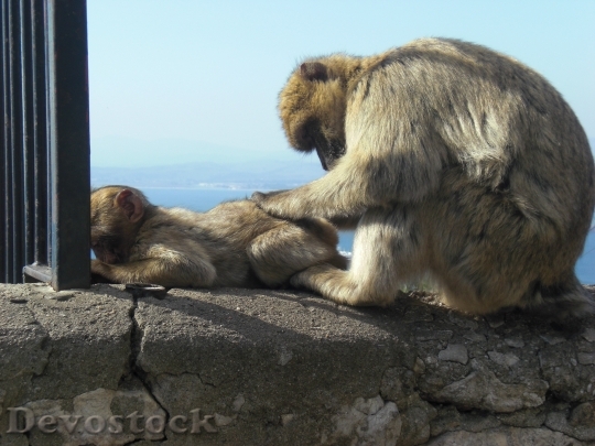 Devostock Mono Gibraltar Monkey Family