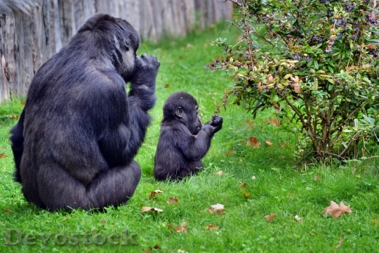 Devostock Mother Baby Gorillas Sitting
