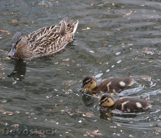 Devostock Mother Children Mallard Pond