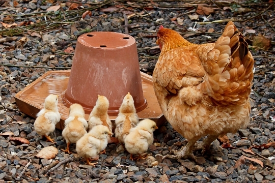 Devostock Mother Hen Mom Chicken
