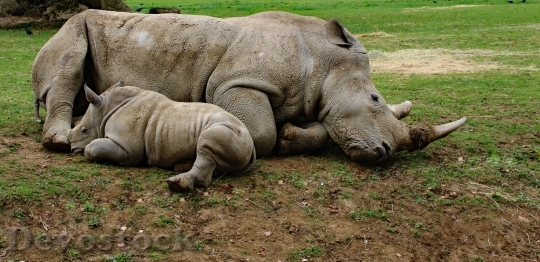 Devostock Mother Son Rhino Baby