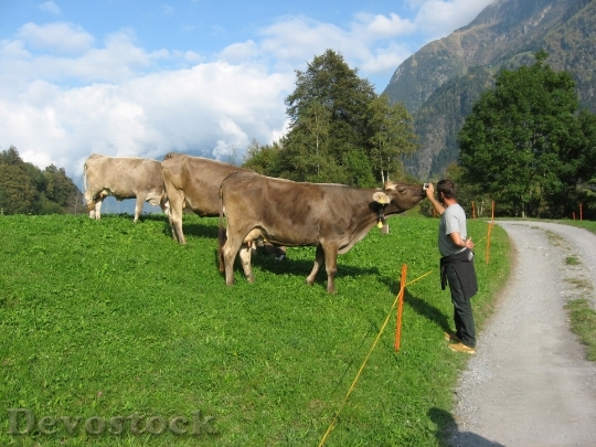Devostock Mountains Cows Alpine Animal