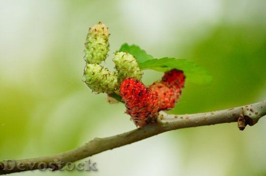 Devostock Mulberries Red Fruit Berry