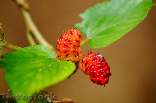 Devostock Mulberries Red Fruit Food