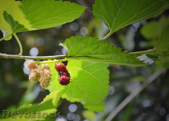 Devostock Mulberry Blackberry Berries Fruits