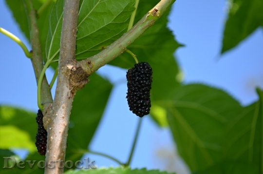 Devostock Mulberry Mulberries Fruit Berry
