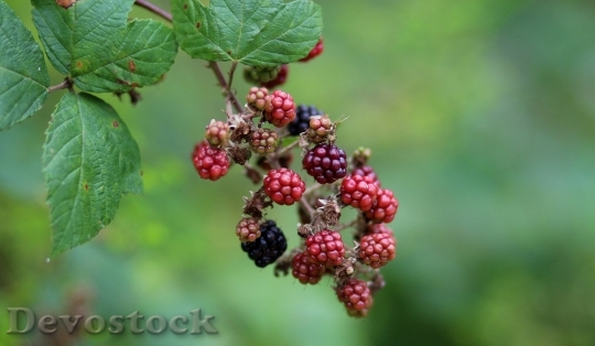 Devostock Mura Fruit Wild Berry