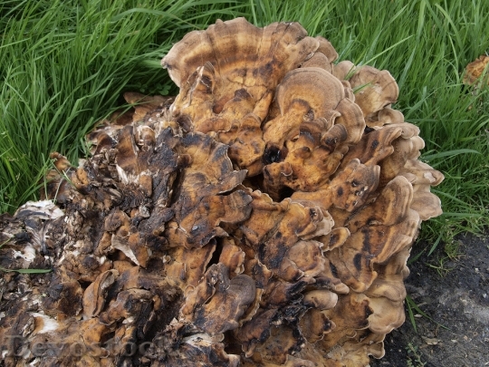 Devostock Mushroom Spores Mushroom Genus