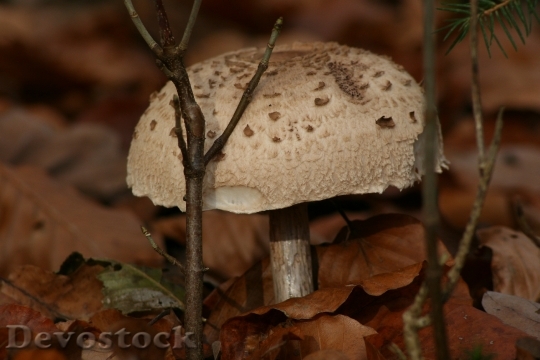 Devostock Mushroom White Mushroom 345166