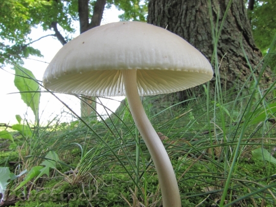 Devostock Mushroom Wild Fungi Nature