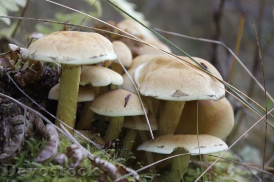 Devostock Mushrooms Poisonous Wild Mushrooms
