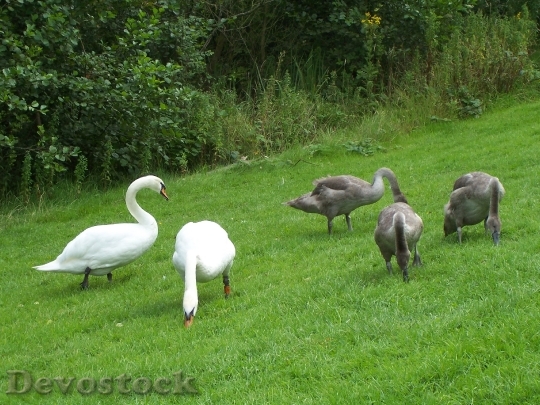 Devostock Mute Swan Family Cygnus