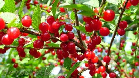 Devostock Nanking Cherries Red Berry