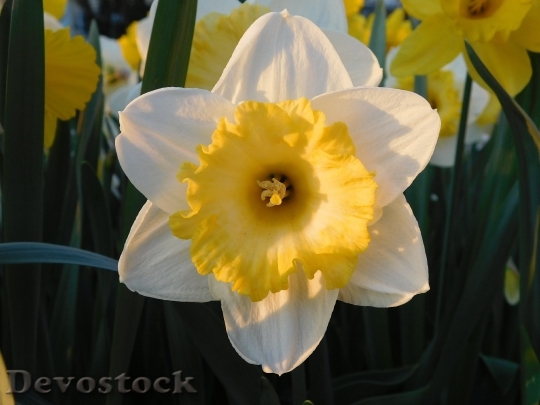Devostock Narcissus Yellow White Spring