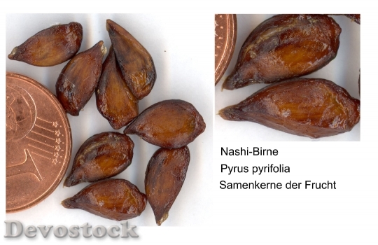 Devostock Nashi Pear Sweet Fruit