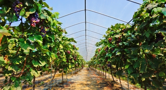 Devostock Natural Fruit Grape 880074