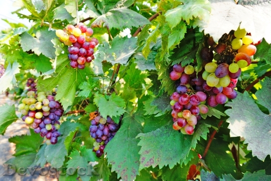 Devostock Natural Fruit Grape 880076