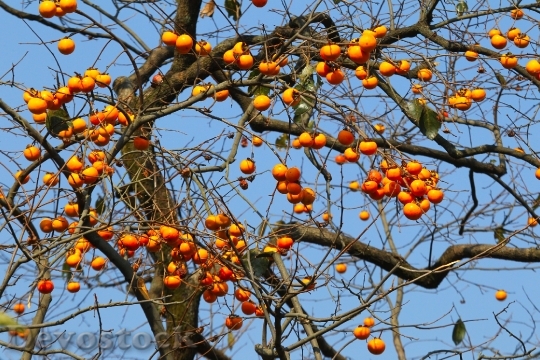 Devostock Natural Fruit Trees Persimmon 1