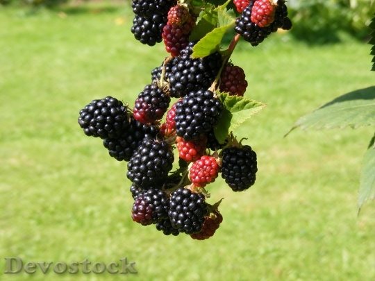 Devostock Nature Blackberries Fruit Garden