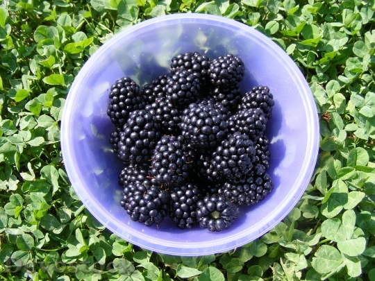 Devostock Nature Bowl Blackberries Fruit 0