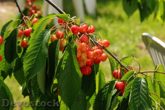 Devostock Nature Fruit Cherry Food