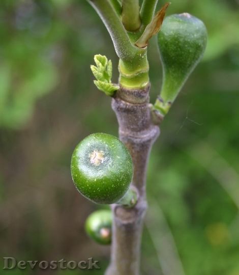 Devostock Nature Fruit Fig Fruits