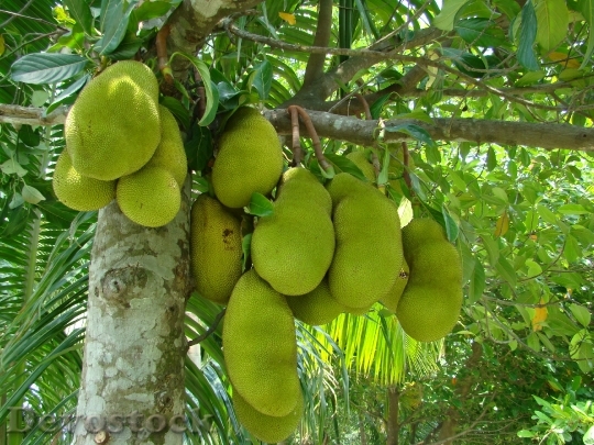 Devostock Nature Jack Fruit Fruit