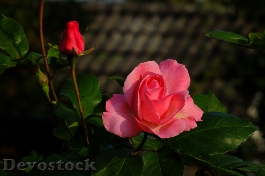 Devostock Nature Landscape Rose Rosebud