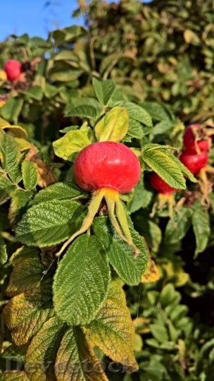 Devostock Nature Plant Apple Rose