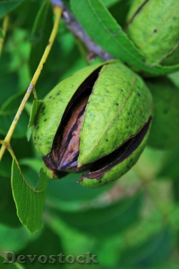 Devostock Nut Fruit Pecan Hull