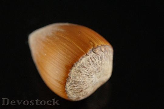 Devostock Nut Hazelnut Individually One