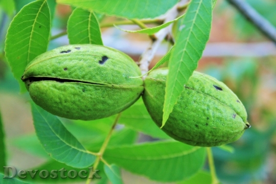 Devostock Nut Pecan Shell Green 0