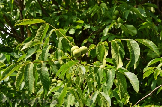 Devostock Nuts Walnut Tree Fruit 0