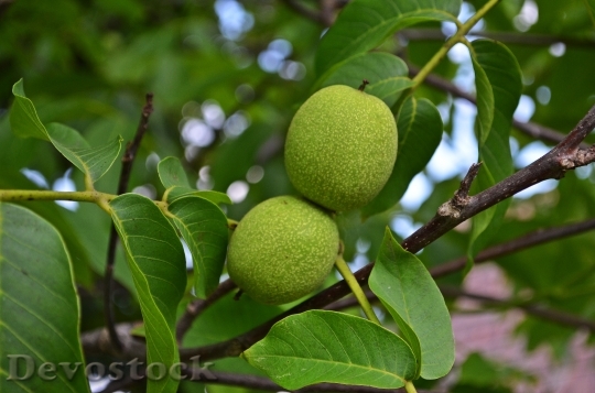 Devostock Nuts Walnut Tree Fruit