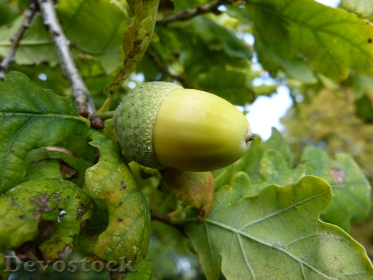 Devostock Oak Acorn Fruit Tree