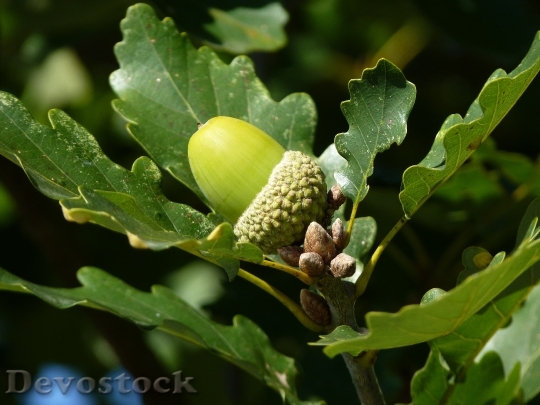 Devostock Oak Leaf Tree Fruit