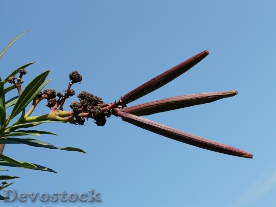 Devostock Oleander Faded Fruit Bush