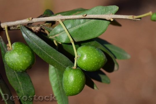 Devostock Olive Branch Olives Olive