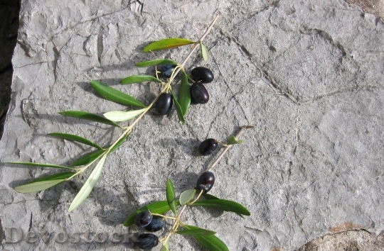 Devostock Olive Fruit Stone Food
