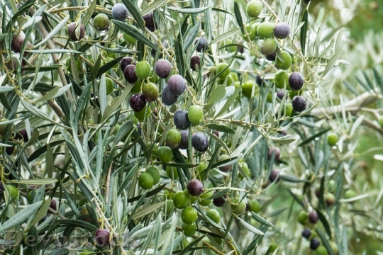 Devostock Olive Green Olivas Fruit