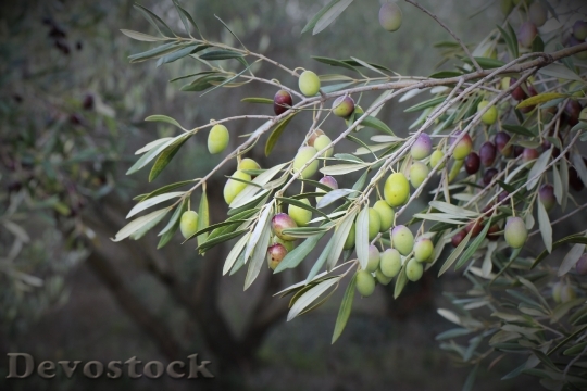 Devostock Olive Olive Trees Orchard