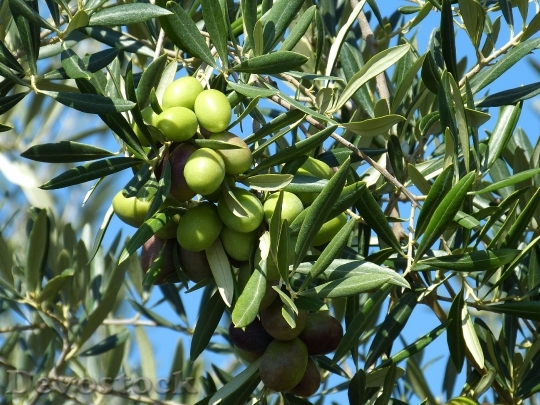 Devostock Olive Olives Green Green
