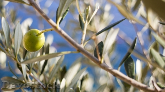 Devostock Olive Tree Olive Tree